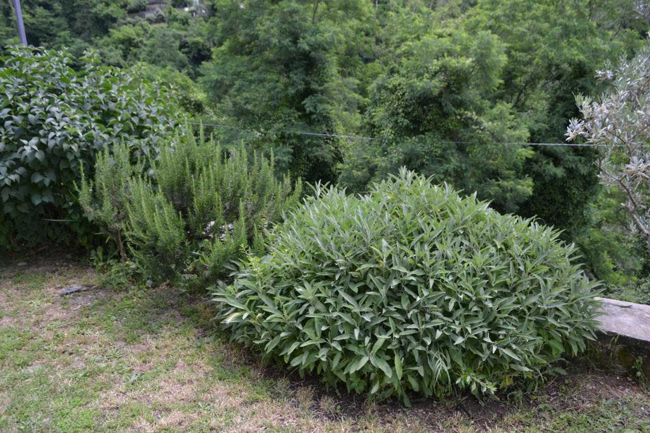 La Limonaia Di Casagrande Βίλα Barga Εξωτερικό φωτογραφία